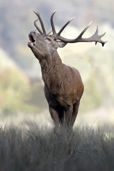 Brame du Cerf en Lorraine (2017)