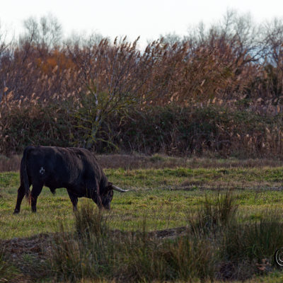 REPORTAGE