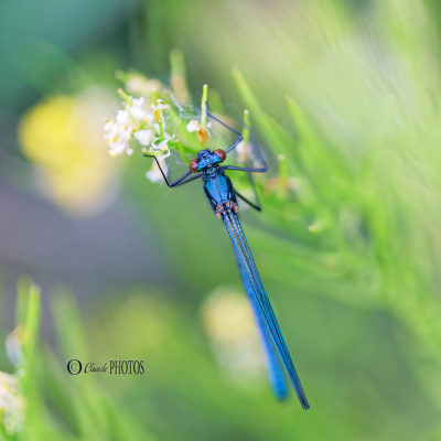 Tentative de photos Macro/Proxy en bord de Loire (mai 2023)