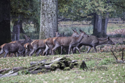 Brame du Cerf au Parc du Boutissaint (octobre 2025)