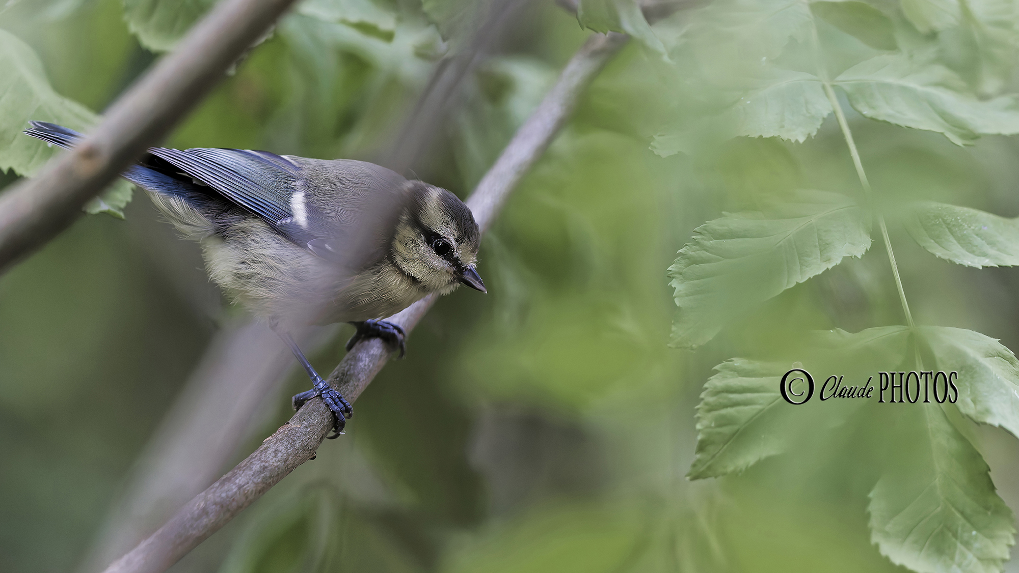 REPORTAGE NATURE