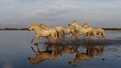 Balade en Camargue (oct. 2018)