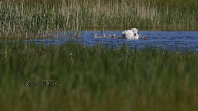 Billebeaude et affût au Marquenterre (mai 2009)