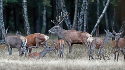 A la recherche du Brame foret de RAMBOUILLET – OCTOBRE 2019