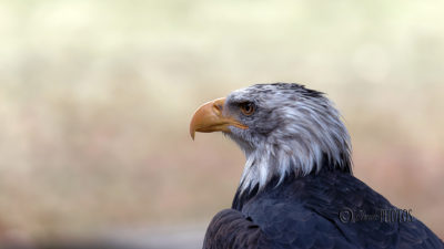 la forêt des Aigles – Octobre 2019