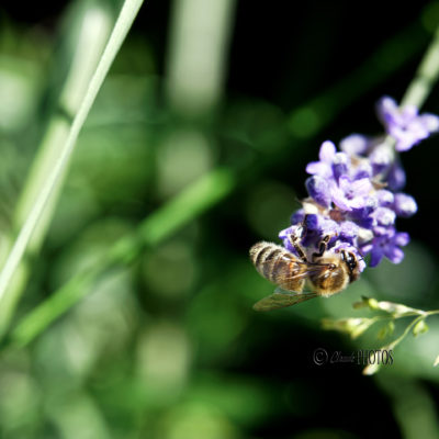 REPORTAGE