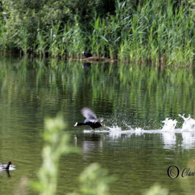 REPORTAGE