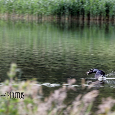 REPORTAGE