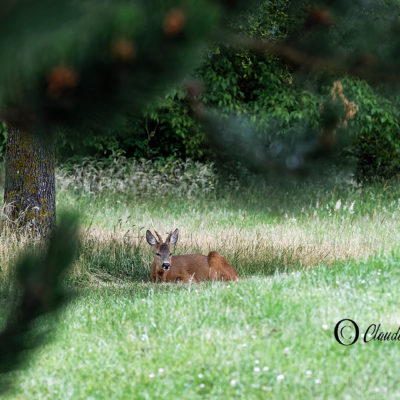 REPORTAGE