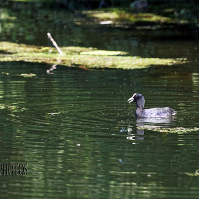REPORTAGE