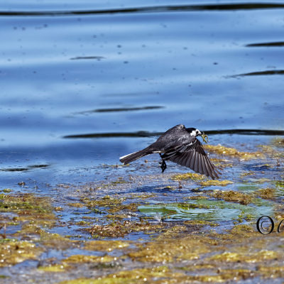 REPORTAGE