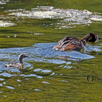 REPORTAGE