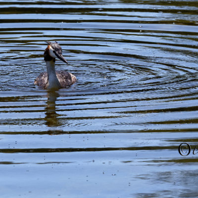 REPORTAGE