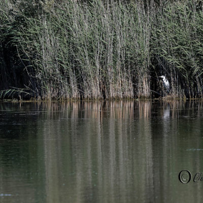 REPORTAGE