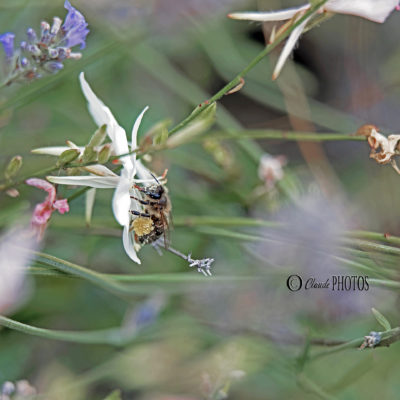 Sortie “Proxi ; nature en ville” (Courbevoie 1//2 juillet 2020)