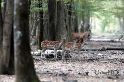 A la RECHERCHE DU BRAME EN FORËT DE RAMBOUILLET (19 sept. 2020)