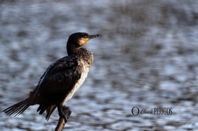 visite aux Cormorans (19 décembre 2020)