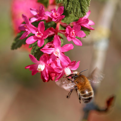 Le réveil des Abeilles à Courbevoie (26 mars et 1er avril 2021)