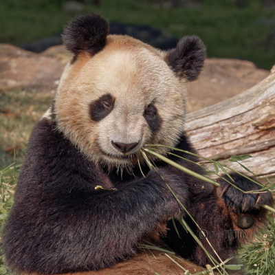 UN ETE AU ZOO PATRC DE BEAUVAL (août 2021)