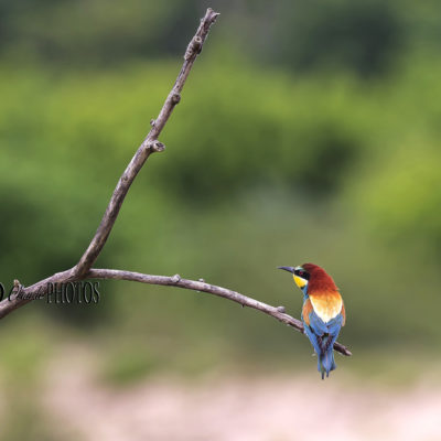 REPORTAGE NATURE