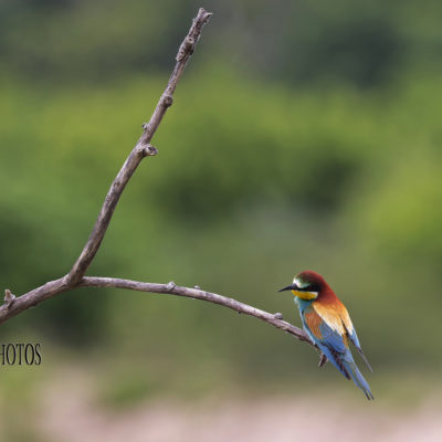 REPORTAGE NATURE