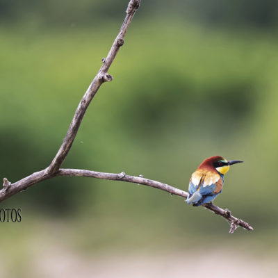 REPORTAGE NATURE