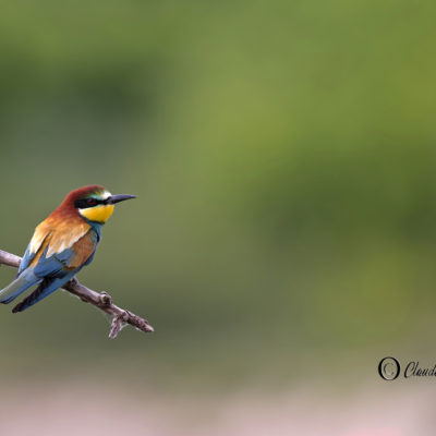 REPORTAGE NATURE