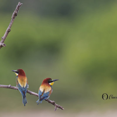 REPORTAGE NATURE
