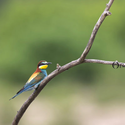 REPORTAGE NATURE