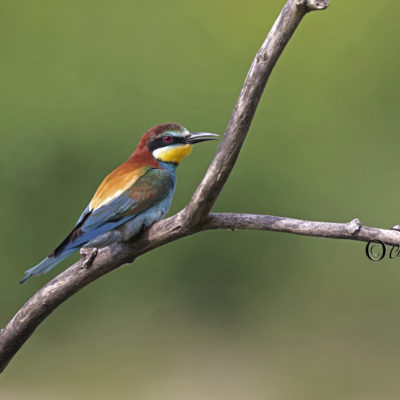 REPORTAGE NATURE