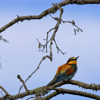 REPORTAGE NATURE