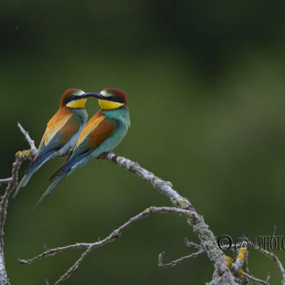 REPORTAGE NATURE