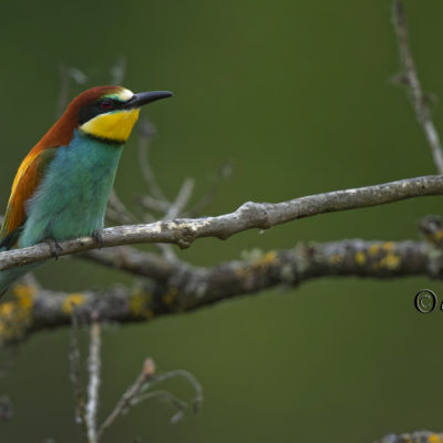 REPORTAGE NATURE