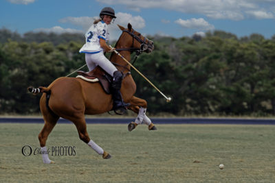 Ma prochaine exposition “Le cheval, cet athlète de haut niveau”