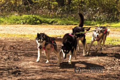 Course de chiens de traineaux en forêt dans les Yvelines (mars 2026)