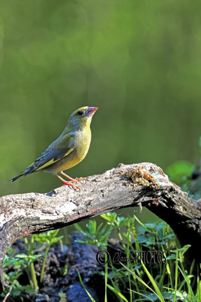 fichiers inexploitées 2025 réalisées en baie de Sommes